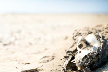 Skeleton Beach Backpackers, Swakopmund