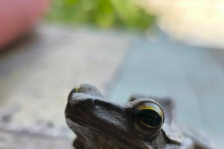 Chinchilla Hostel Chinchilla Hostel