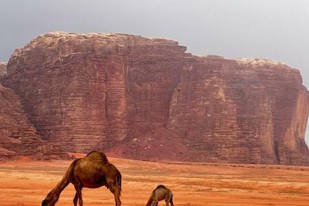Wadi Rum Oryx Hostel & Tours