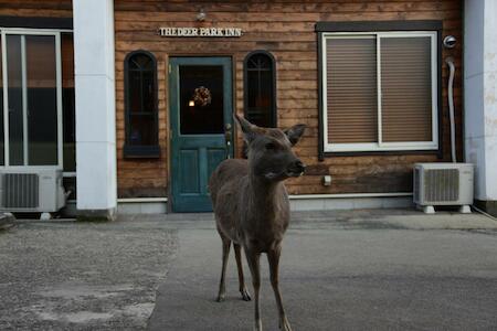 The Deer Park Inn