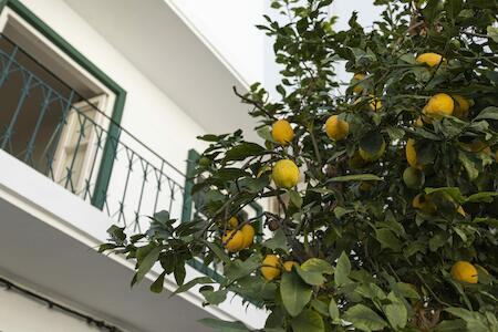 Lemon Hostel