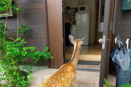 Best for Solo Traveler: Deer hostel - Nara Old Town - 英語予約限定, Nara