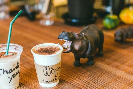Hippo Hostel & Cafe Bar