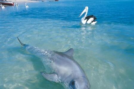 Monkey Mia Dolphin Resort