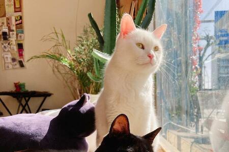 Mad Cat Hostel
