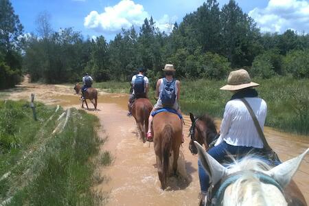 Wilber House 4 Hours Free Horse Tour Included