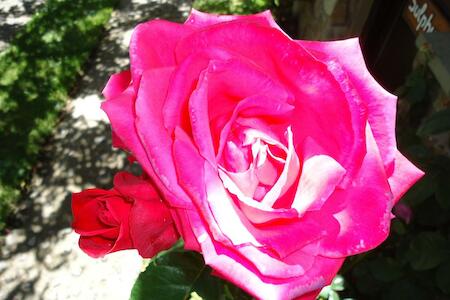 Rose Garden Apart