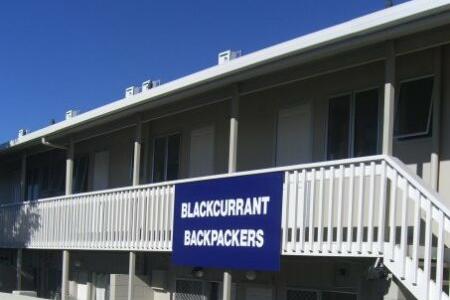 Blackcurrant Backpackers