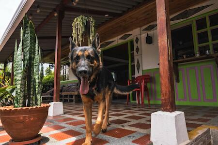 Cattleya Trianae, Salento