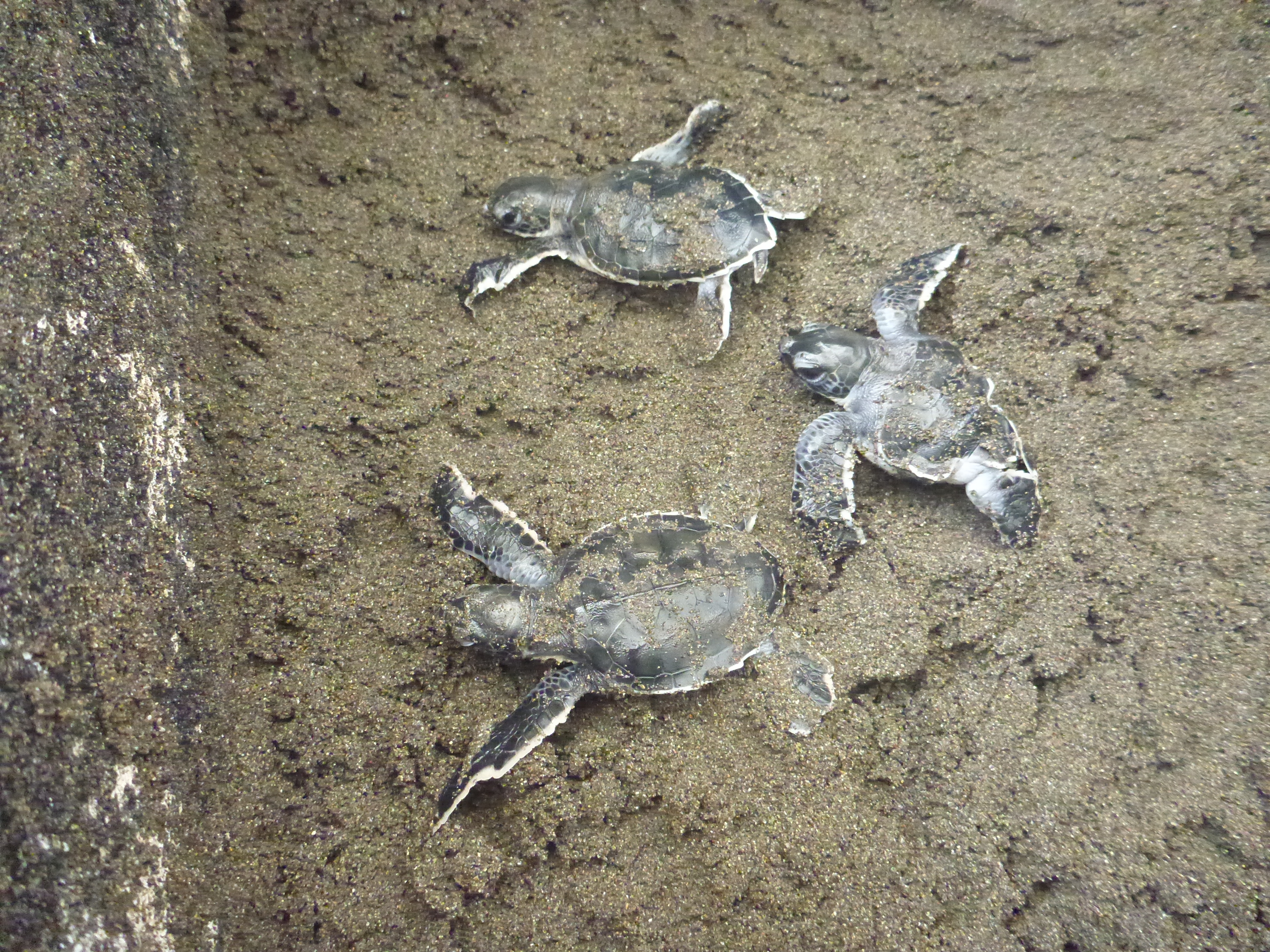 Written by Travel Expert Isle of Arran